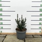 Tis obyčajný (Taxus baccata) ´FARMEN´- výška 30-50 cm, kont. C5L